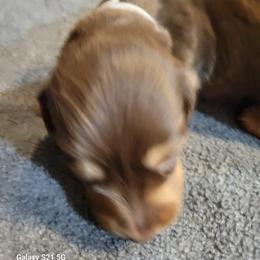 Dachshund Puppies from Weenies on the Lake