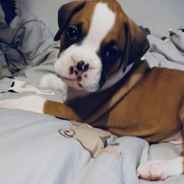 Girl 2 - Fawn female Boxer puppy in Apopka, Florida from Boxer Puppies