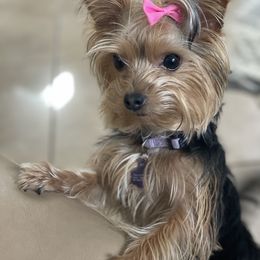 Yorkshire Terrier All Grown Up from My Yorkie Melts❤️❤️❤️