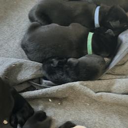 Green - Black male Labrador Retriever puppy in Millville, New Jersey from Creekside Canines