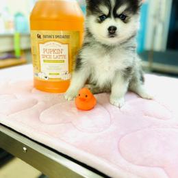 Boy 1 - Black and white male Pomsky puppy in Yavapai County, Arizona from Pawsh Pomskies