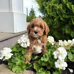 Willow - Red female Australian Labradoodle puppy in Ferndale, Washington from Annie's Doodles