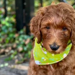 Goldendoodles from Tx Red Doodles
