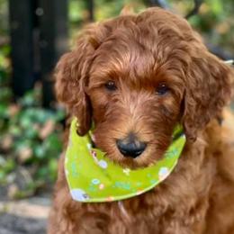 Goldendoodles from Tx Red Doodles