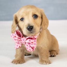 Twinkie - Cream female Dachshund puppy in Laurel, Maryland from Dainty Cream Doxies