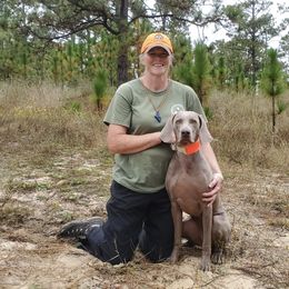 Weimaraner All Grown Up from Firemark Weimaraners