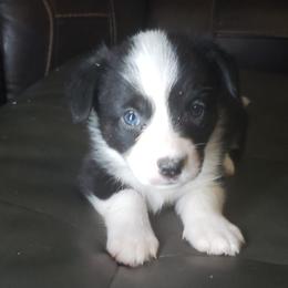 Cam-o - Black and white male Cardigan Welsh Corgi puppy in Myton, Utah from Cardigan Corgi Cuties 💓