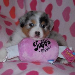 Taffy - Blue merle female Australian Shepherd puppy in Alma, Georgia from Epiphany Australian Shepherds