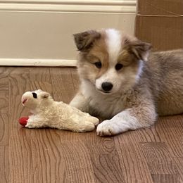 Icelandic Sheepdog Puppies from Windswept Icelandic Sheepdogs