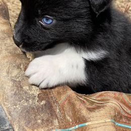 Australian Shepherd Puppies from Australian Shepherds of Rising Moon Acres