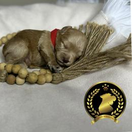 Miniature Schnauzer Puppies from Forever Schnauzers