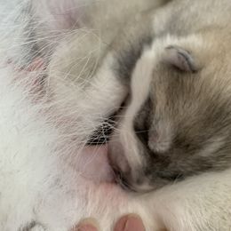 Siberian Husky Puppies from Sassenach Siberians