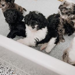 Aussiedoodle and Goldendoodle Puppies from Cosby Ranch Doodles