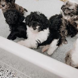 Aussiedoodle and Goldendoodle Puppies from Cosby Ranch Doodles
