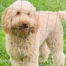 Goldendoodles and Poodles from My perfect doodle