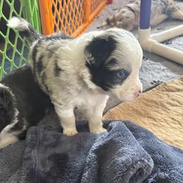 Border Collie Puppies from Janese's Border Collies
