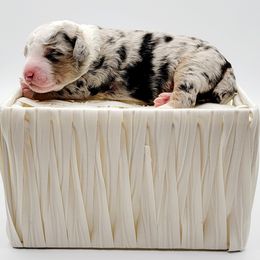 Aussiedoodle, Miniature Australian Shepherd, and Poodle Puppies from Fine and Dandy Aussiedoodles