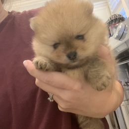 Pomeranian Puppies from Halo Poms