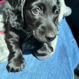Rowdy - Dachshund