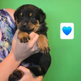Blue - Black and rust male Beauceron puppy in Batavia, New York from Oakland Beaucerons
