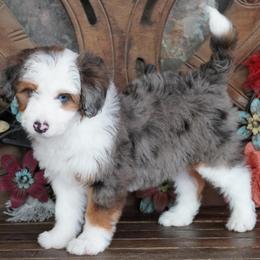 Boy 1 - Blue merle male Aussiedoodle puppy in Lawton, Oklahoma from Lindsey’s Aussies