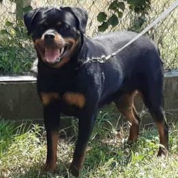 Jewel - Rottweiler