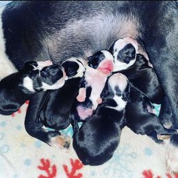 Boston Terrier Puppies from Beatrice's Kennels