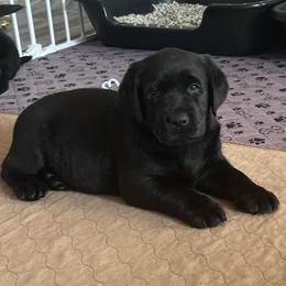 White girl - Black female Labrador Retriever puppy in Melissa, Texas from Westport Labradors