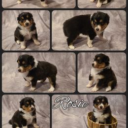 Shetland Sheepdog Puppies from Henotic Homestead