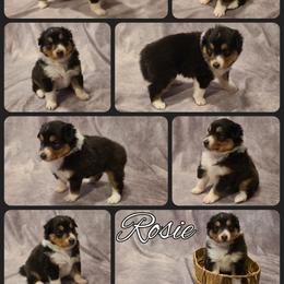 Shetland Sheepdog Puppies from Henotic Homestead