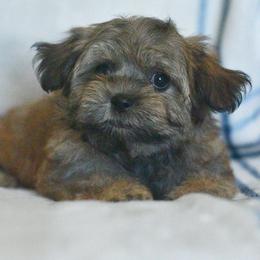 Posie - Brown female Shichon puppy in Delta, Colorado from PTK Ranch