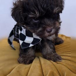 Thumper - Phantom male Bernedoodle puppy in Decatur, Tennessee from Diamond's Doodles