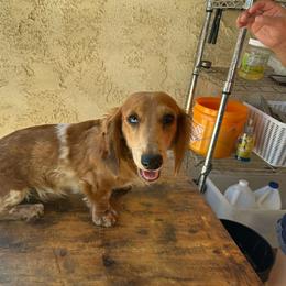 Dachshund puppies from Rosey Dachshund