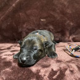 Rainbow boy - Sable male German Shepherd puppy in Riverside, California from Von Der Sagobi