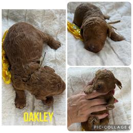 Oakley - Red  female Poodle puppy in Mount Vernon, Illinois from AMC Poodles