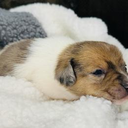 Zack - Brindle male Companion Cross puppy in Garvin, Oklahoma from Hochatown Awesome Aussies