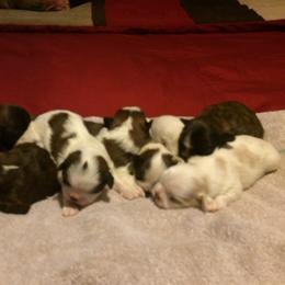 Shih Tzu Puppies from Small Breed Kennel