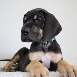 Ace - Black male Great Dane puppy in Edinburg, Texas from Chestnut Great Danes