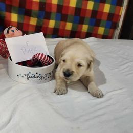 Emmy - Golden female Golden Retriever puppy in Grant, Michigan from Precious Kennel Retrievers