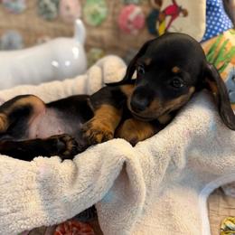 Coconut (2500) - Black and tan female Dachshund puppy in Hensley, Arkansas from The Dachshund Barn