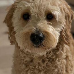 French Bulldogs, Goldendoodles, and Golden Retrievers from SoCalFamilyFrenchies, Doodles and more