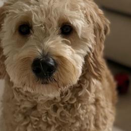 French Bulldogs, Goldendoodles, and Golden Retrievers from SoCalFamilyFrenchies, Doodles and more
