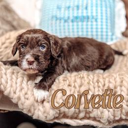 Corvette - Chocolate male Australian Labradoodle puppy in Decatur, Alabama from Southern Meadows Doodles
