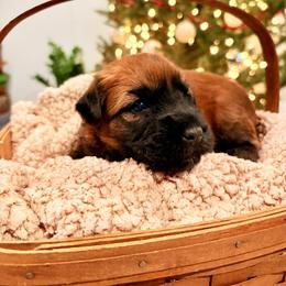 Mr Red - Wheaten male Soft Coated Wheaten Terrier puppy in Fowler, Ohio from Warzalas wheatens