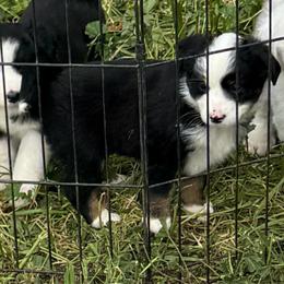 Girl 5 - Black tri female Miniature Australian Shepherd puppy in Menifee, California from Fisher Farm