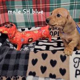 Dachshund Puppies from Briarwood Dachshunds