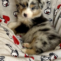 Girl 1 - Blue merle female Australian Shepherd puppy in Springfield, Oregon from Lydon Australian Shepherds