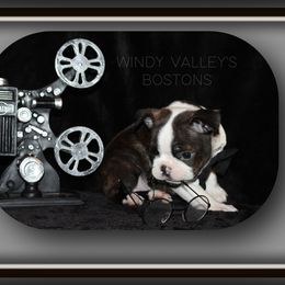 Boy 1- Basko - Seal brindle and white male Boston Terrier puppy in North Central, Vermont from Windy Valley’s Bostons
