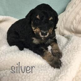 Bernedoodle Puppies from Cry Woof LLC