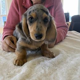 Critter Ridge Jaxon - Dapple male Dachshund puppy in Coulterville, California from Critter Ridge mini long hair Dachshunds